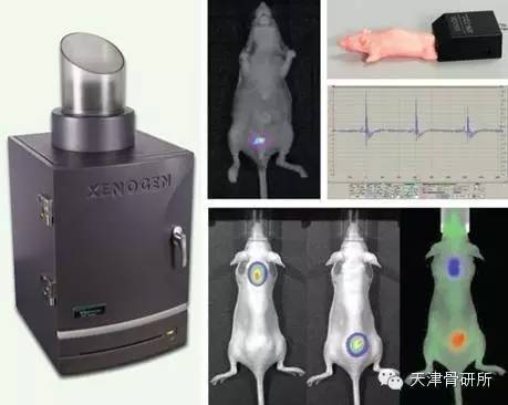 活体实时成像系统